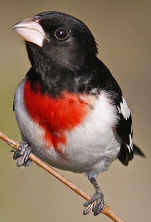 Rose-breasted Grosbeak 
&copy; Michel Lamarche