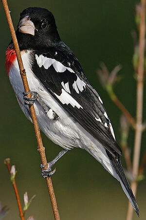 Rose-breasted Grosbeak 
&copy; Michel Lamarche