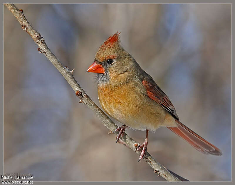 Cardinal rouge femelle adulte, identification