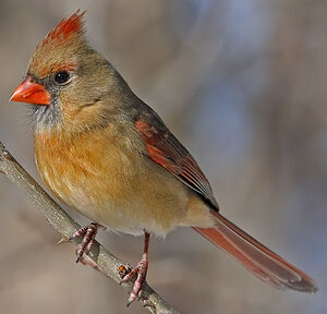 Cardinal rouge