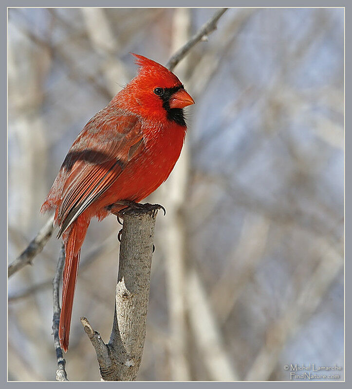 Cardinal rouge mâle adulte