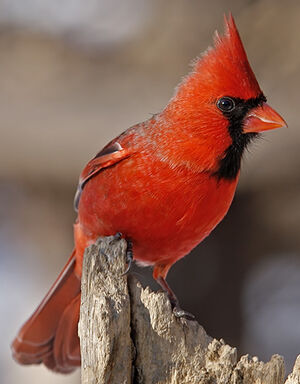 Cardinal rouge