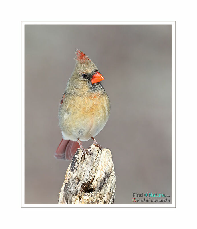 Northern Cardinal female adult