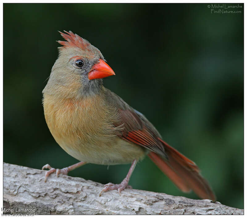 Cardinal rouge femelle adulte, portrait