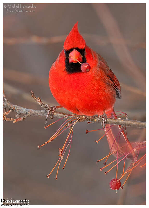 Northern Cardinal male adult breeding, close-up portrait, feeding habits