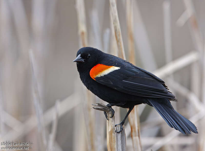 Red-winged Blackbird male adult, identification