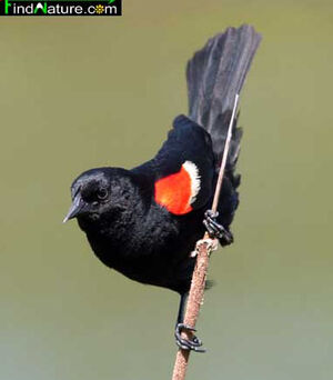 Red-winged Blackbird