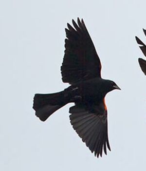Red-winged Blackbird