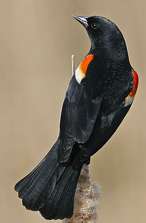 Red-winged Blackbird