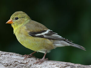 Chardonneret jaune