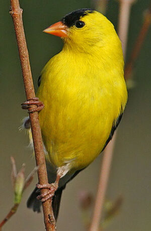 American Goldfinch