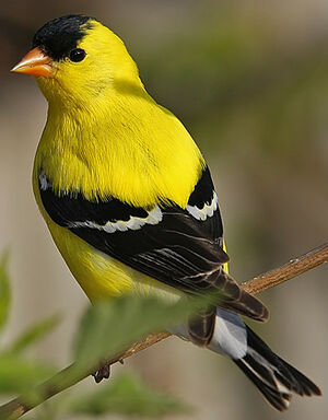 American Goldfinch