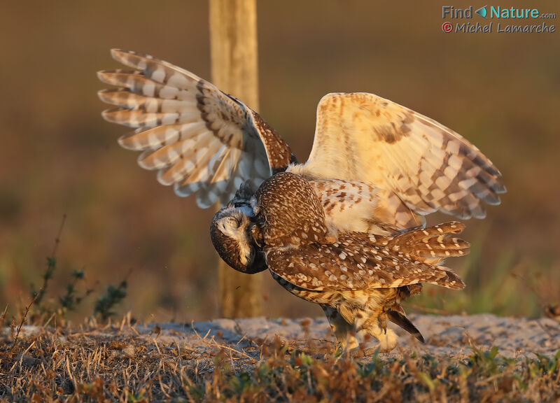Burrowing Owl, mating.