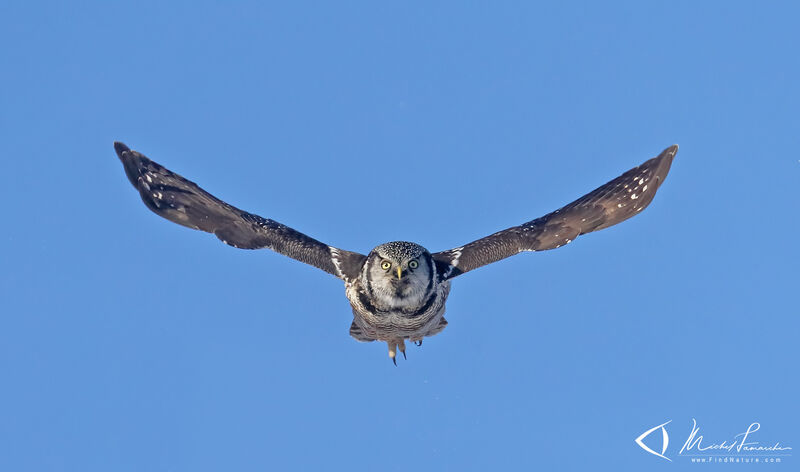 Northern Hawk-Owl, Flight