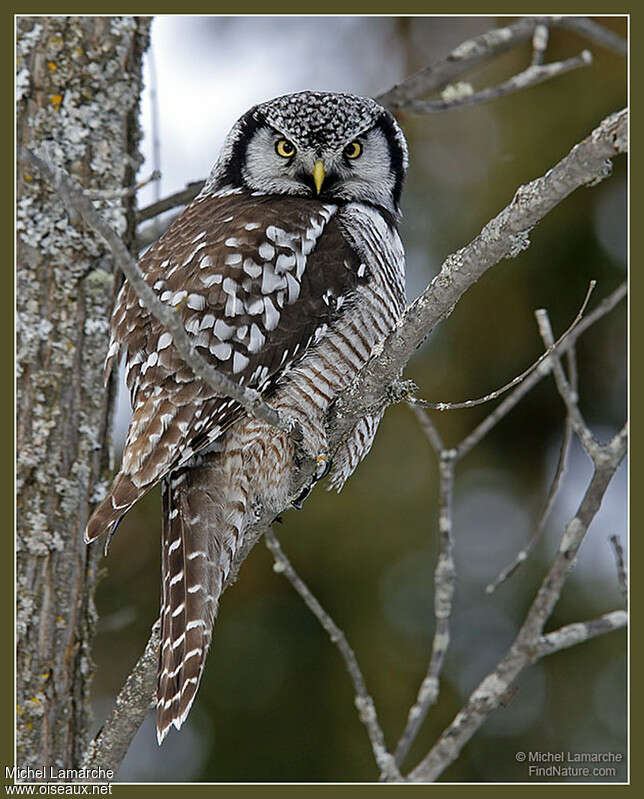 Northern Hawk-Owladult, aspect, camouflage, pigmentation