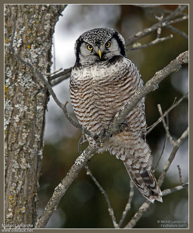 Northern Hawk-Owladult, aspect, camouflage, pigmentation