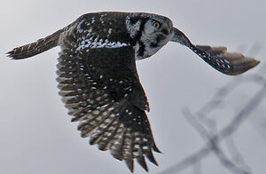 Northern Hawk-Owl