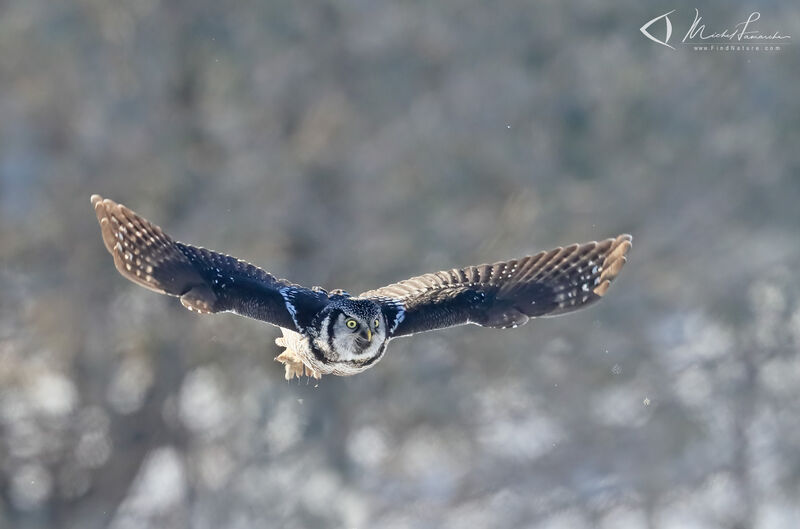 Northern Hawk-Owl, Flight