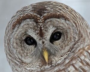 Northern Barred Owl