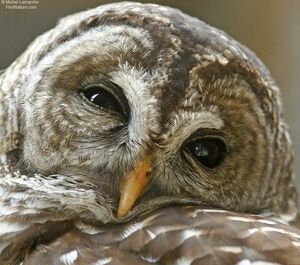 Northern Barred Owl