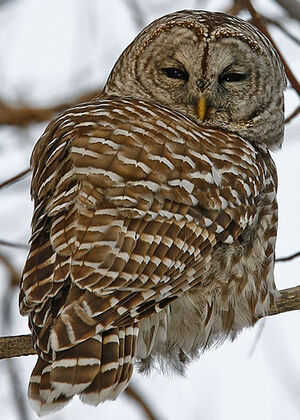Northern Barred Owl