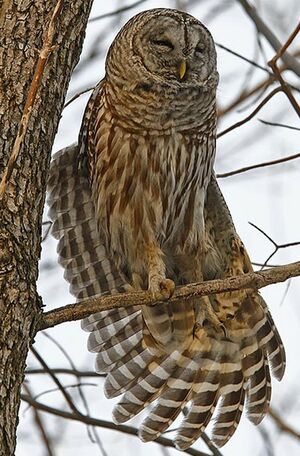 Northern Barred Owl