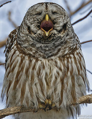 Northern Barred Owl
