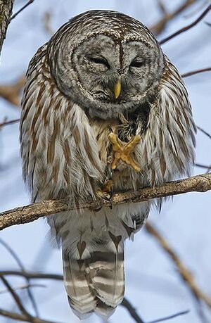 Northern Barred Owl