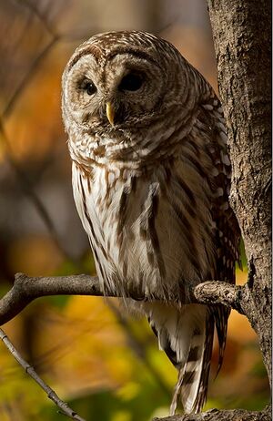 Northern Barred Owl