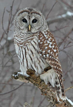 Northern Barred Owl