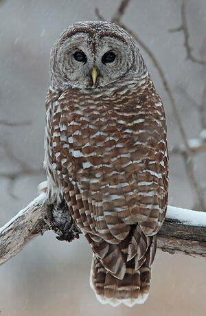 Northern Barred Owl