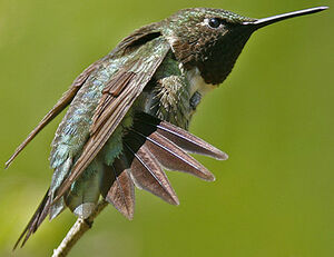 Colibri � gorge rubis