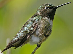 Colibri � gorge rubis