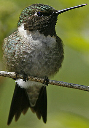 Colibri � gorge rubis