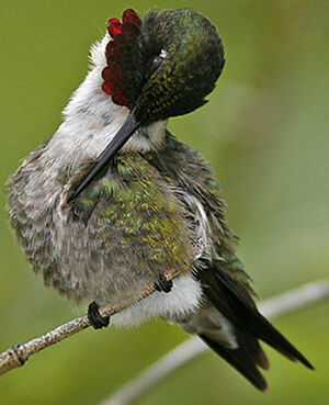 Colibri � gorge rubis