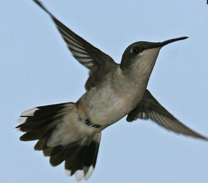 Colibri � gorge rubis