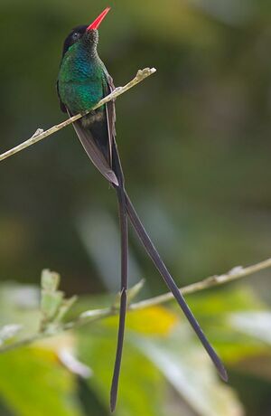 Colibri � t�te noire