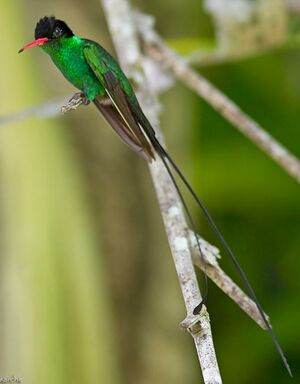 Colibri � t�te noire