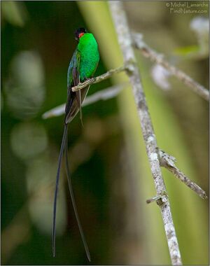 Colibri � t�te noire