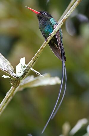 Colibri � t�te noire