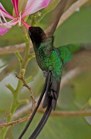 Colibri � t�te noire