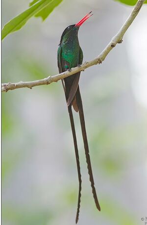Colibri � t�te noire