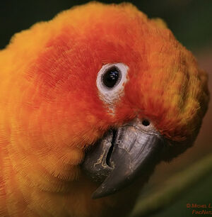 Conure soleil