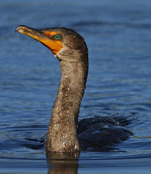 Cormoran � aigrettes 
&copy; Michel Lamarche