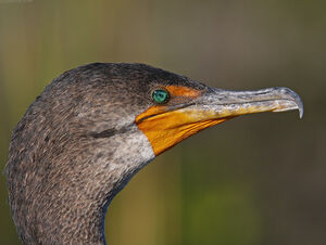 Cormoran � aigrettes 
&copy; Michel Lamarche