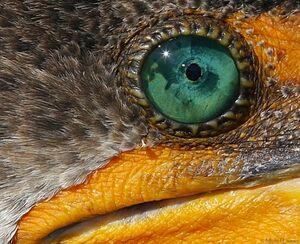 Cormoran � aigrettes 
&copy; Michel Lamarche