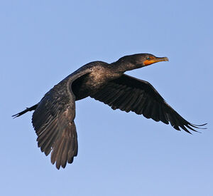 Cormoran � aigrettes 
&copy; Michel Lamarche