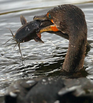 Cormoran � aigrettes 
&copy; Michel Lamarche