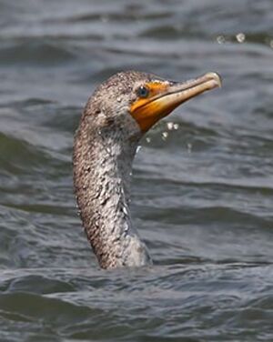 Cormoran � aigrettes 
&copy; Michel Lamarche