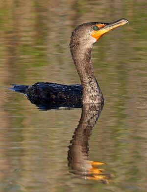 Cormoran � aigrettes 
&copy; Michel Lamarche